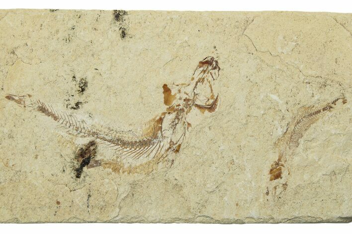 Two Cretaceous Fossil Fish - Lebanon #238368